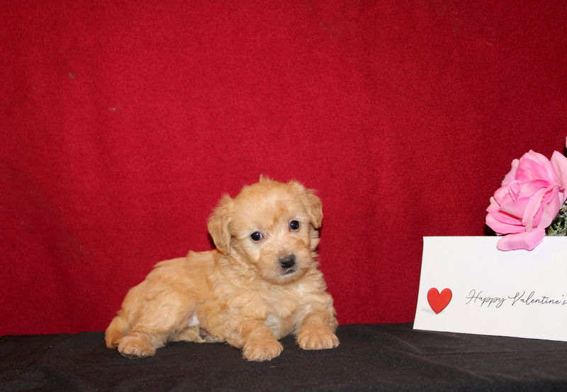 puppy, for, sale, Morkie, Matthew B. Stoltzfus, dog, breeder, Gap, PA, dog-breeder, puppy-for-sale, forsale, nearby, find, puppyfind, locator, puppylocator, aca